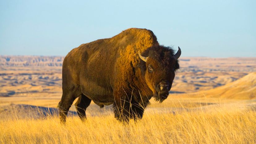 Buffalo
