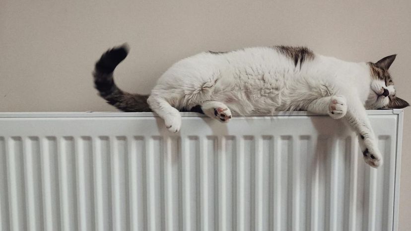 Cat on Radiator