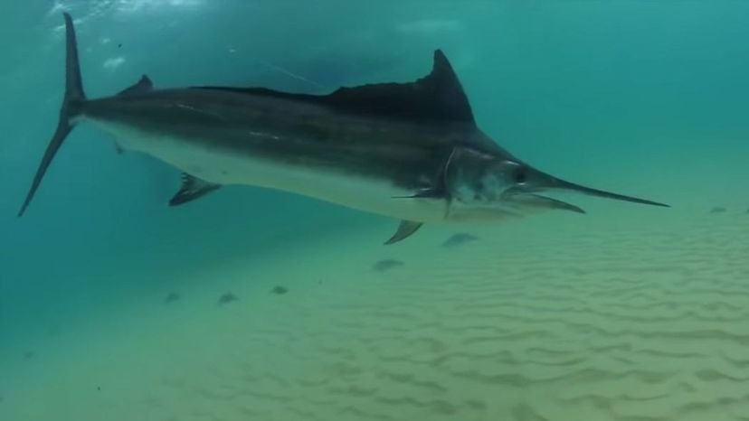 Giant Black Marlin