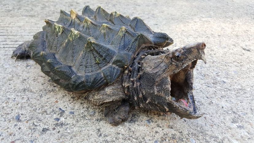 Alligator Snapping Turtle