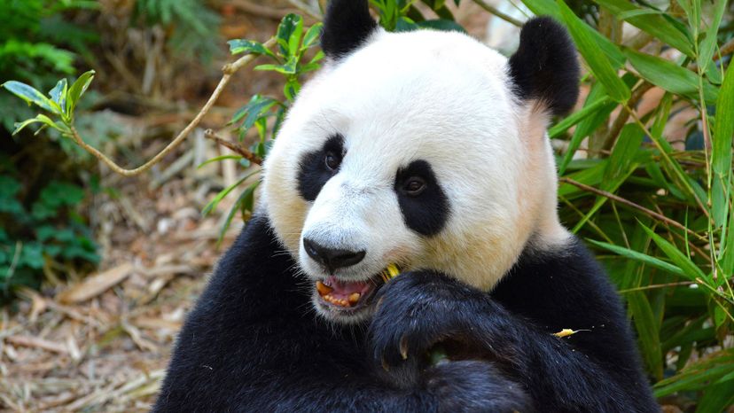 giant panda