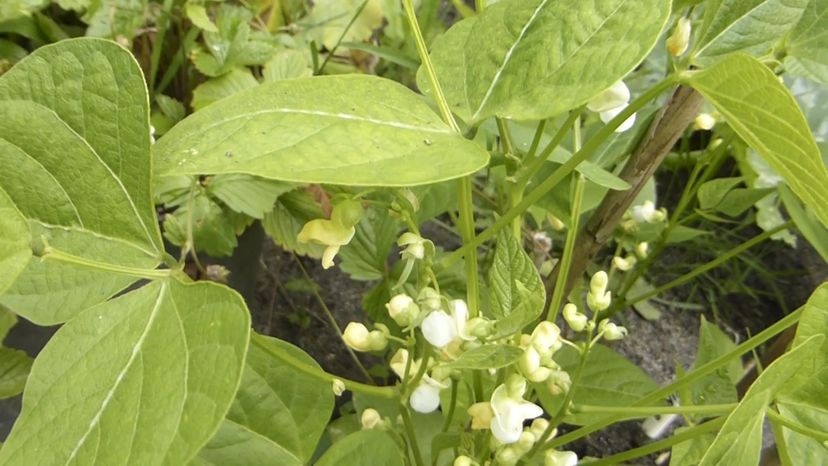 Kidney beans (phaseolus vulgaris)