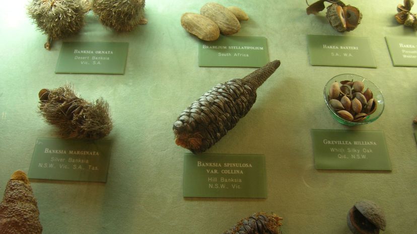 seed cone