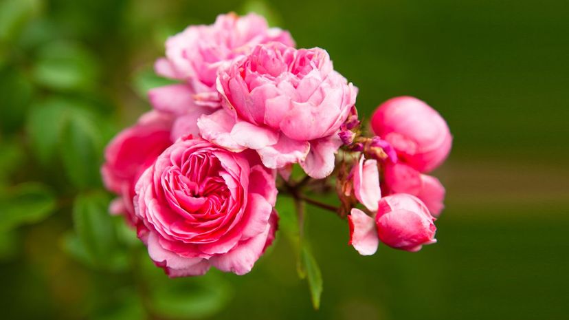 Peony