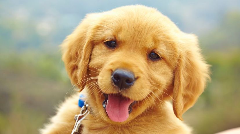 Can You Pass This Spelling Test While Being Distracted by Pictures of Snuggly Puppies?