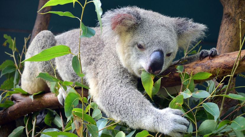 Koala having lunch