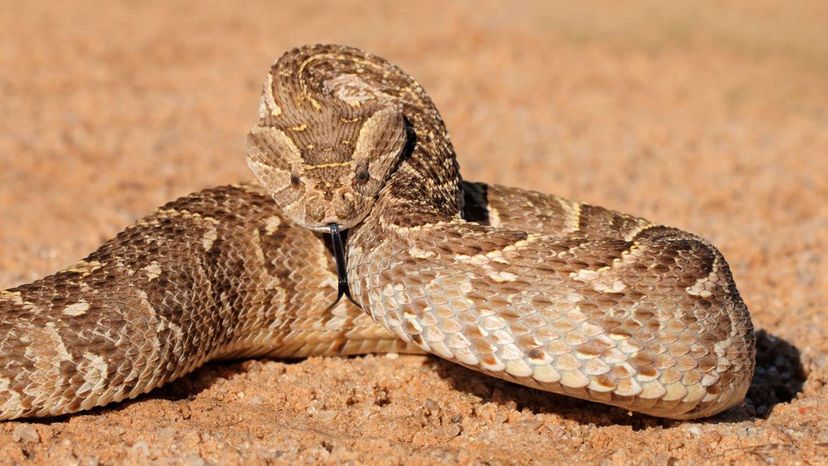 Este quiz de identificação de cobras venenosas é realmente difícil