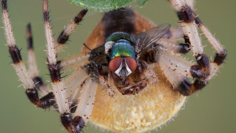 Shamrock Spider