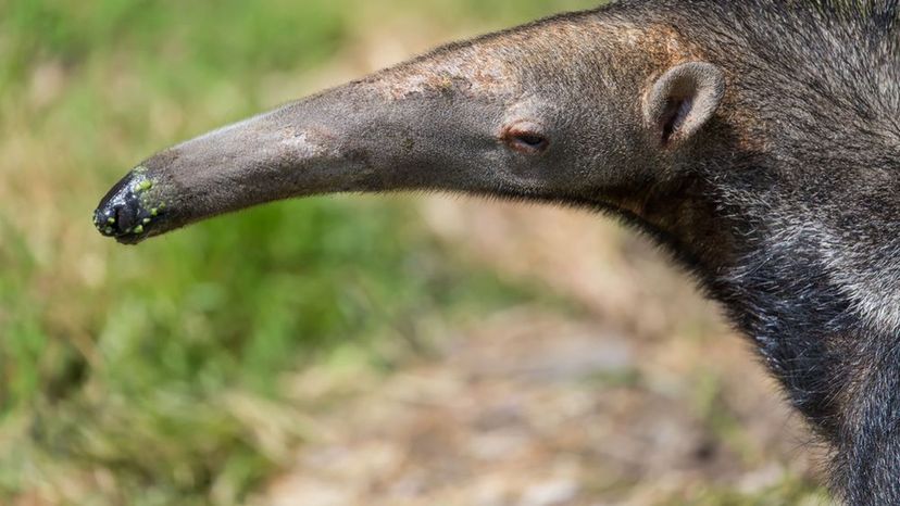 Anteater