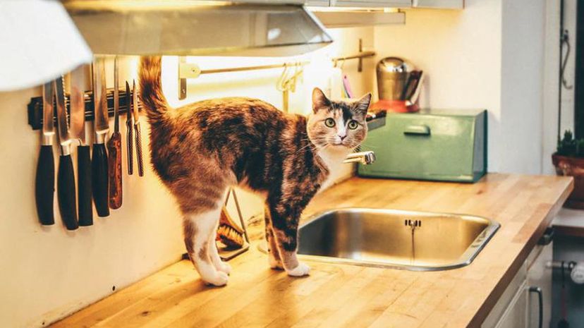 Cat in kitchen