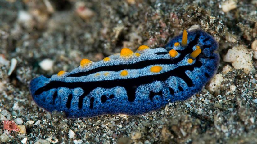 Nudibranch