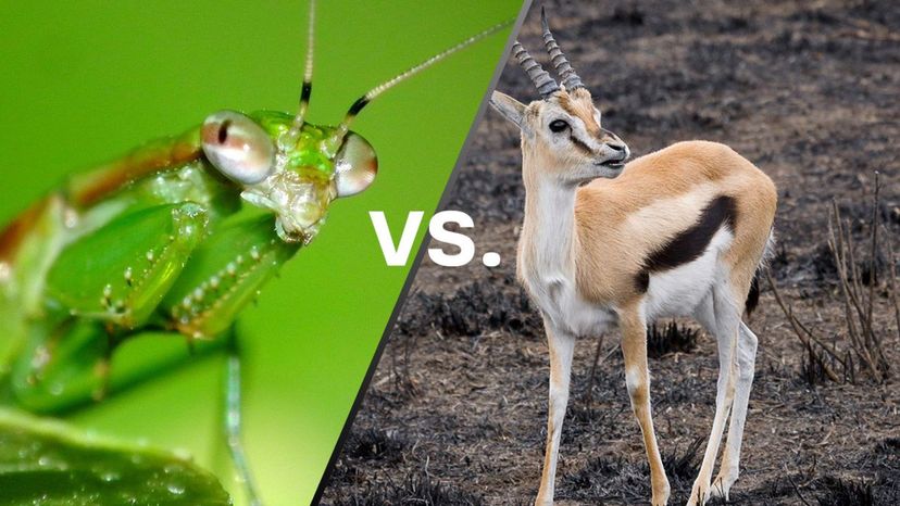 Grasshopper vs Gazelle