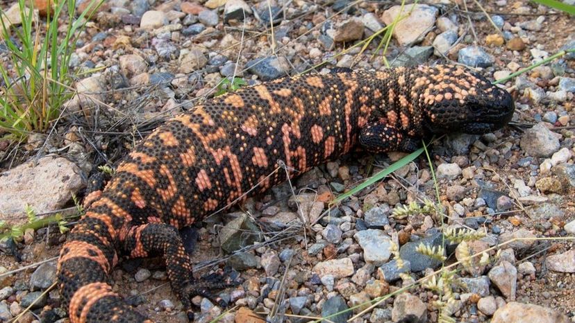 Banded Gila Monster