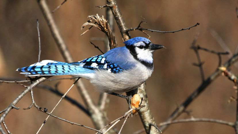 Bluejay