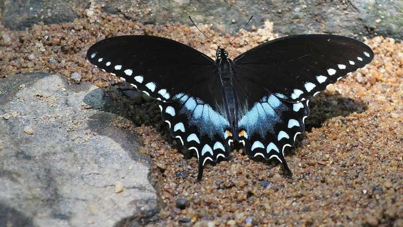 Spicebush swallowtail Butterfly