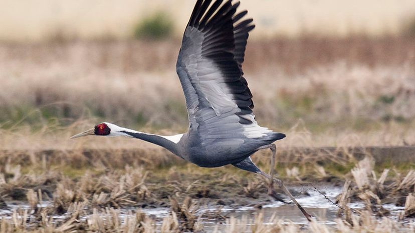 White-naped Crane