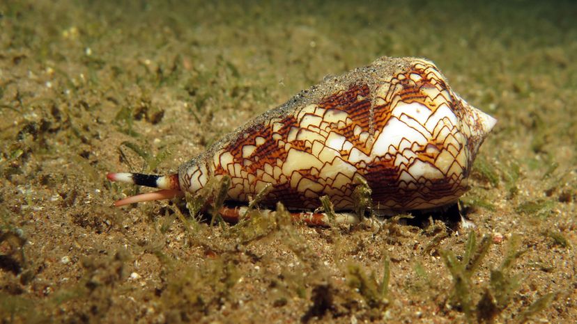 Textile Cone Snail