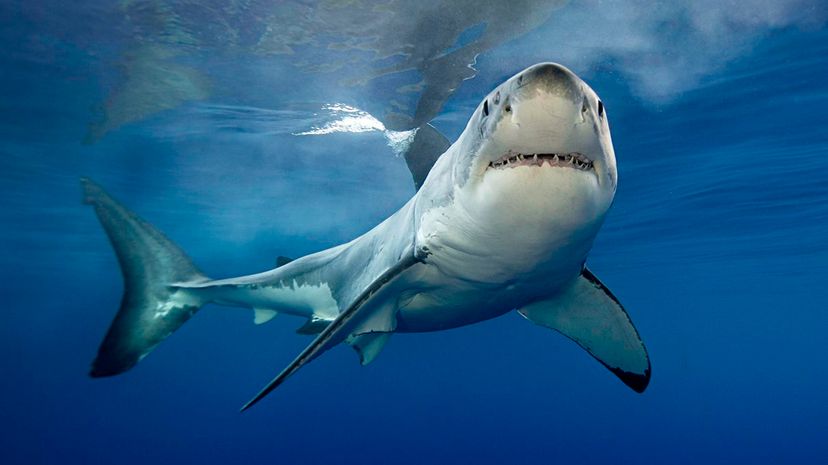 31 great white shark
