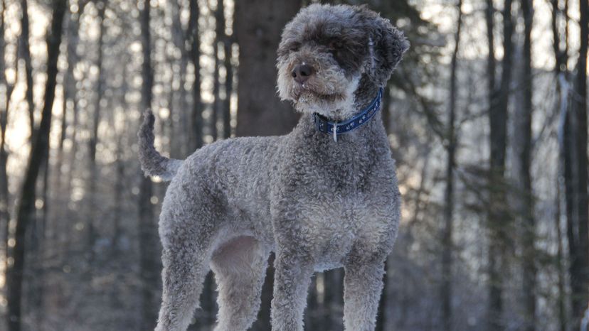 Lagotto Romagnolo