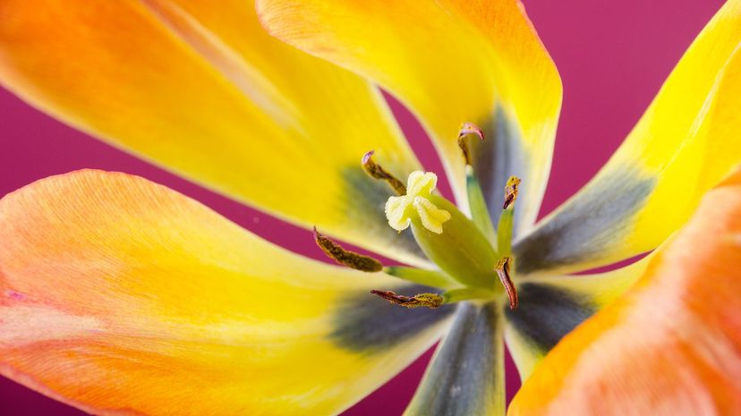 12 tulip closeup