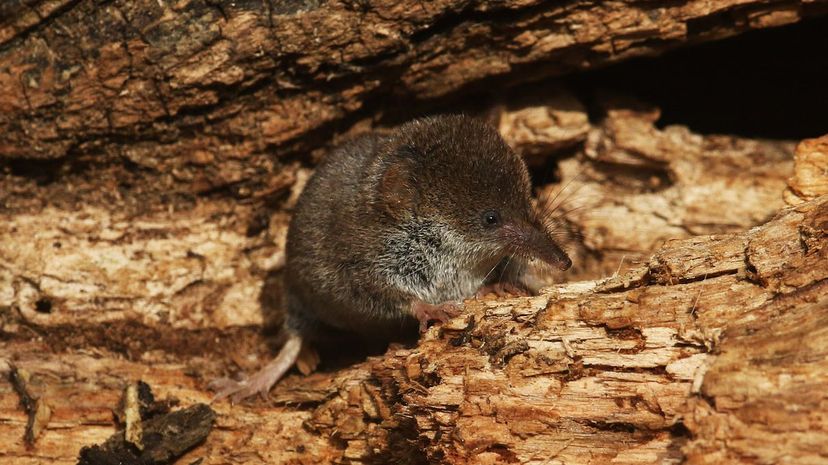 Etruscan Shrew