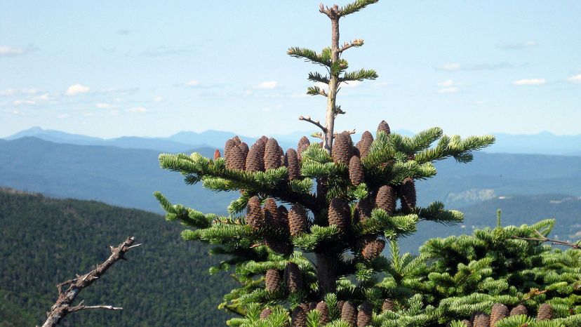 2 Balsam fir-Abies_balsamea_phanerolepis