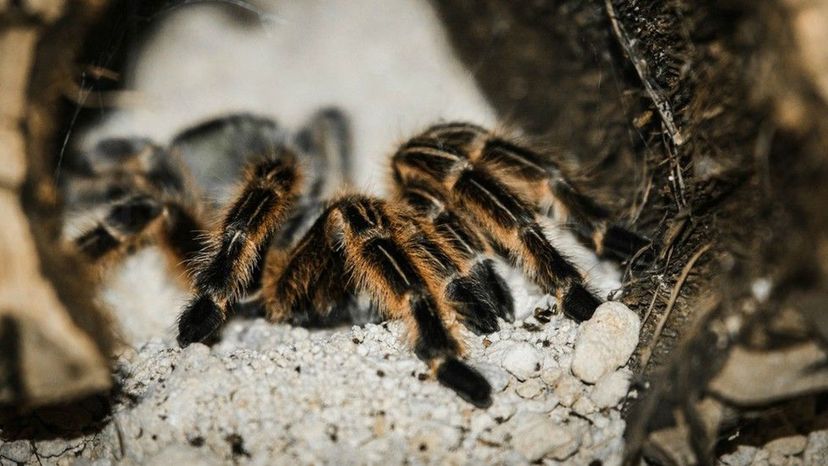 Chinese Bird Spider