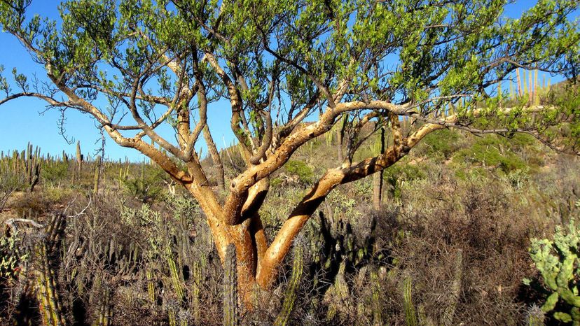 Elephant tree