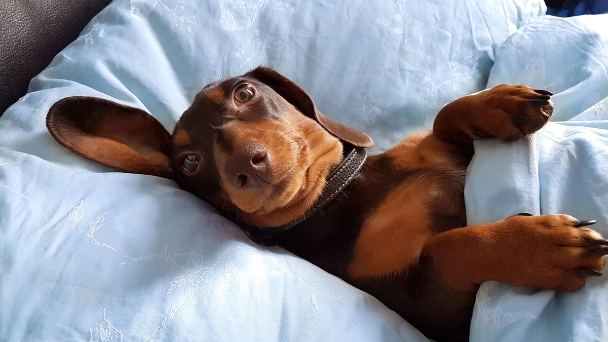 If You Were a Dog, What Breed Would You Be? HowStuffWorks