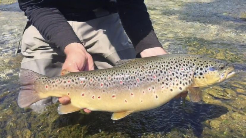 Adriatic Trout