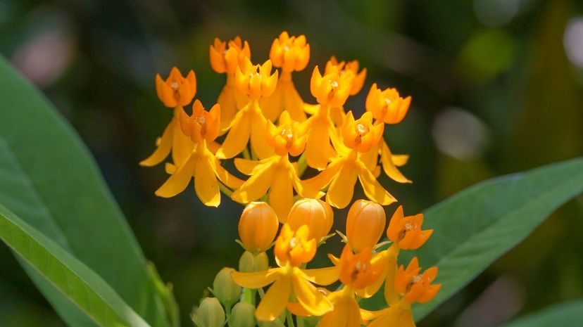 Butterfly weed