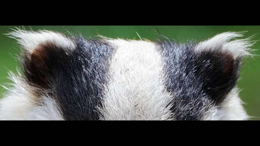 European badger