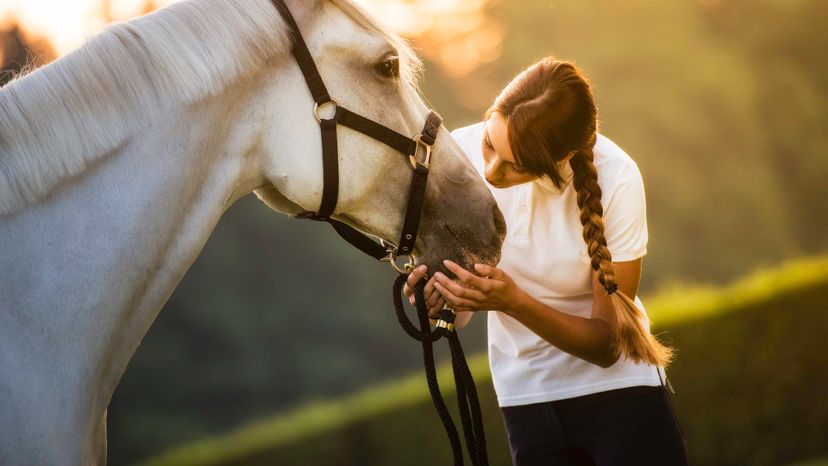 Which Horse Breed Guards Your Soul?
