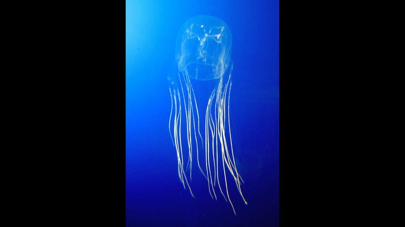 Box jellyfish