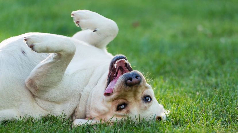 Labrador Retriever