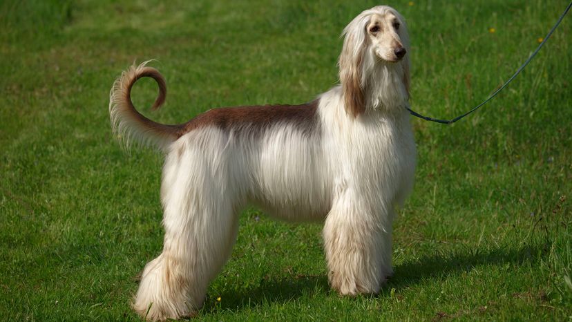 12 Afghan Hound GettyImages-102851782
