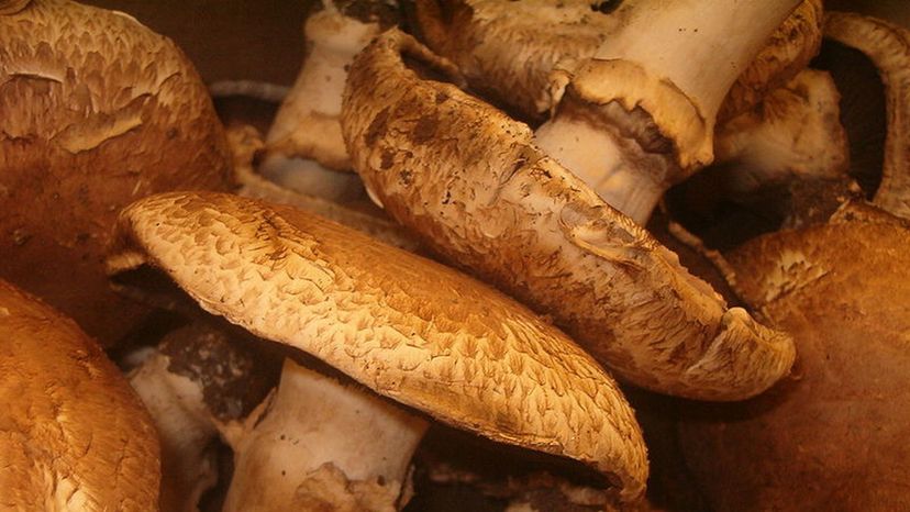 Portobello_mushrooms