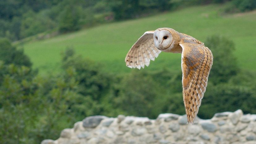 Barn Owl