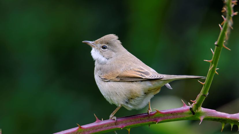 Whitethroat