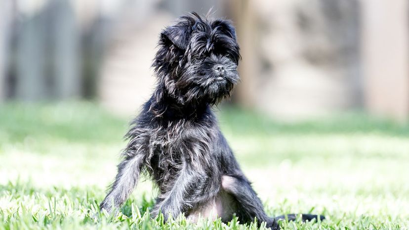 19 Affenpinscher