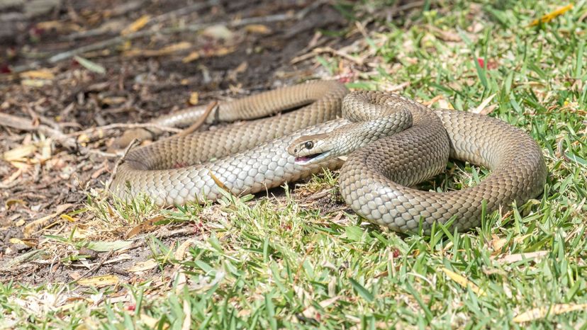 eastern brown snake