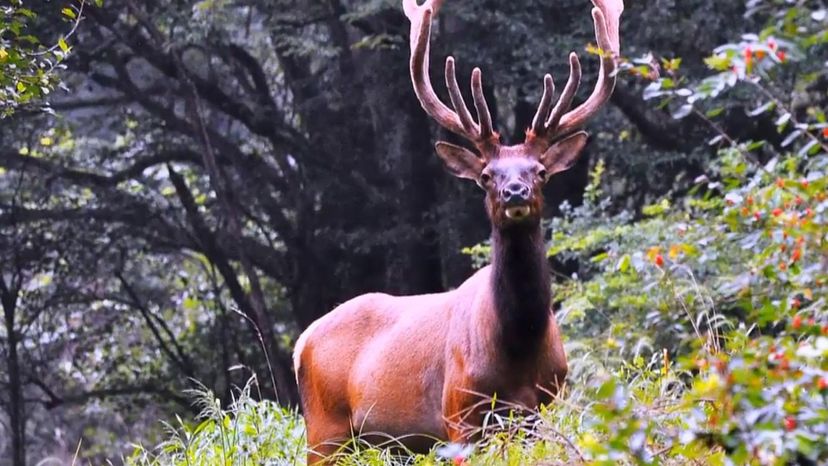 The Eastern Elk