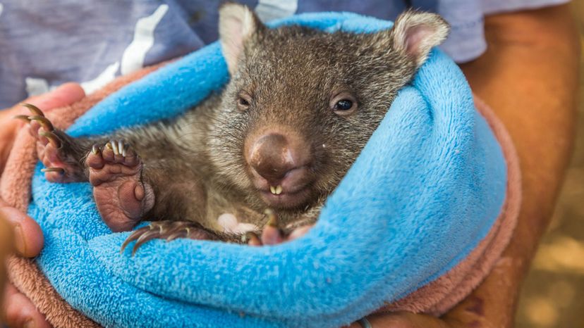 Marsupial Mole