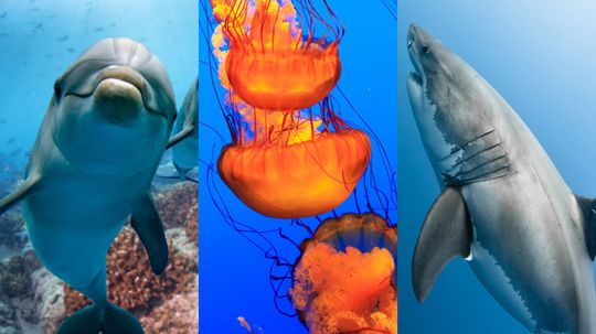 Which Marine Animal Is Your Spirit Animal?