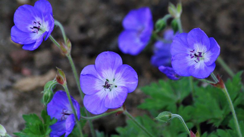 perennial geranium