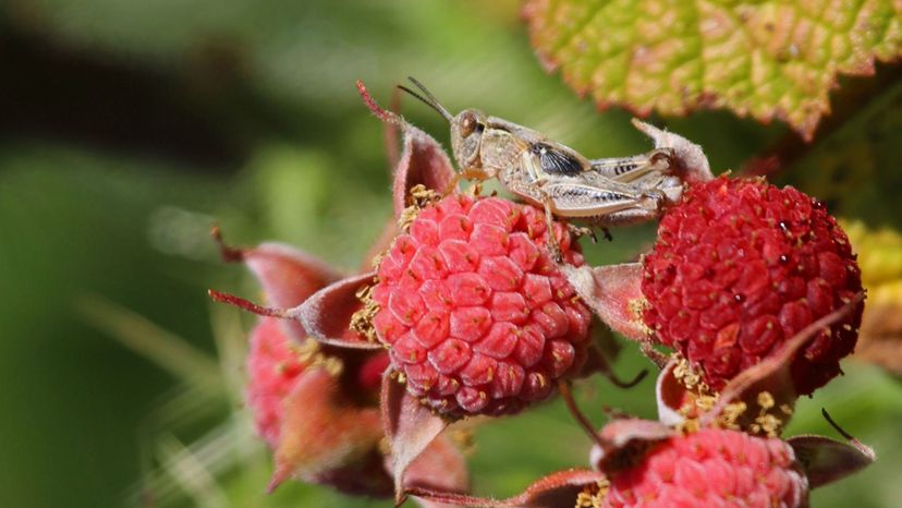 Salmonberry