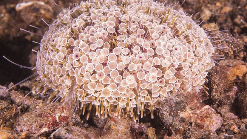 Flower Urchin