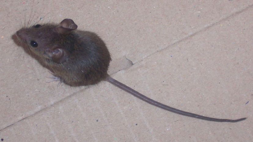 House Mouse