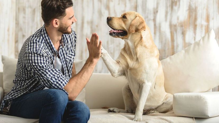 Welche Hunderasse wäre dein perfekter Partner?