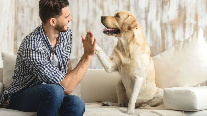 ¿Qué raza de perro es perfecta para ti?